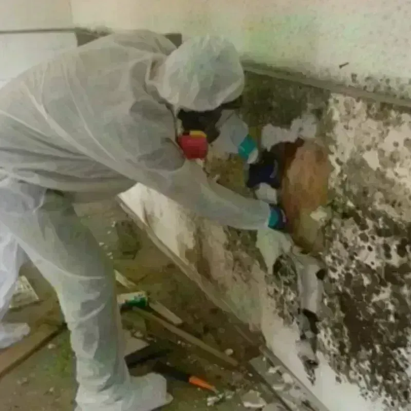 Mold Remediation and Removal in Corozal, PR